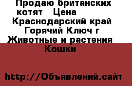 Продаю британских котят › Цена ­ 1 000 - Краснодарский край, Горячий Ключ г. Животные и растения » Кошки   